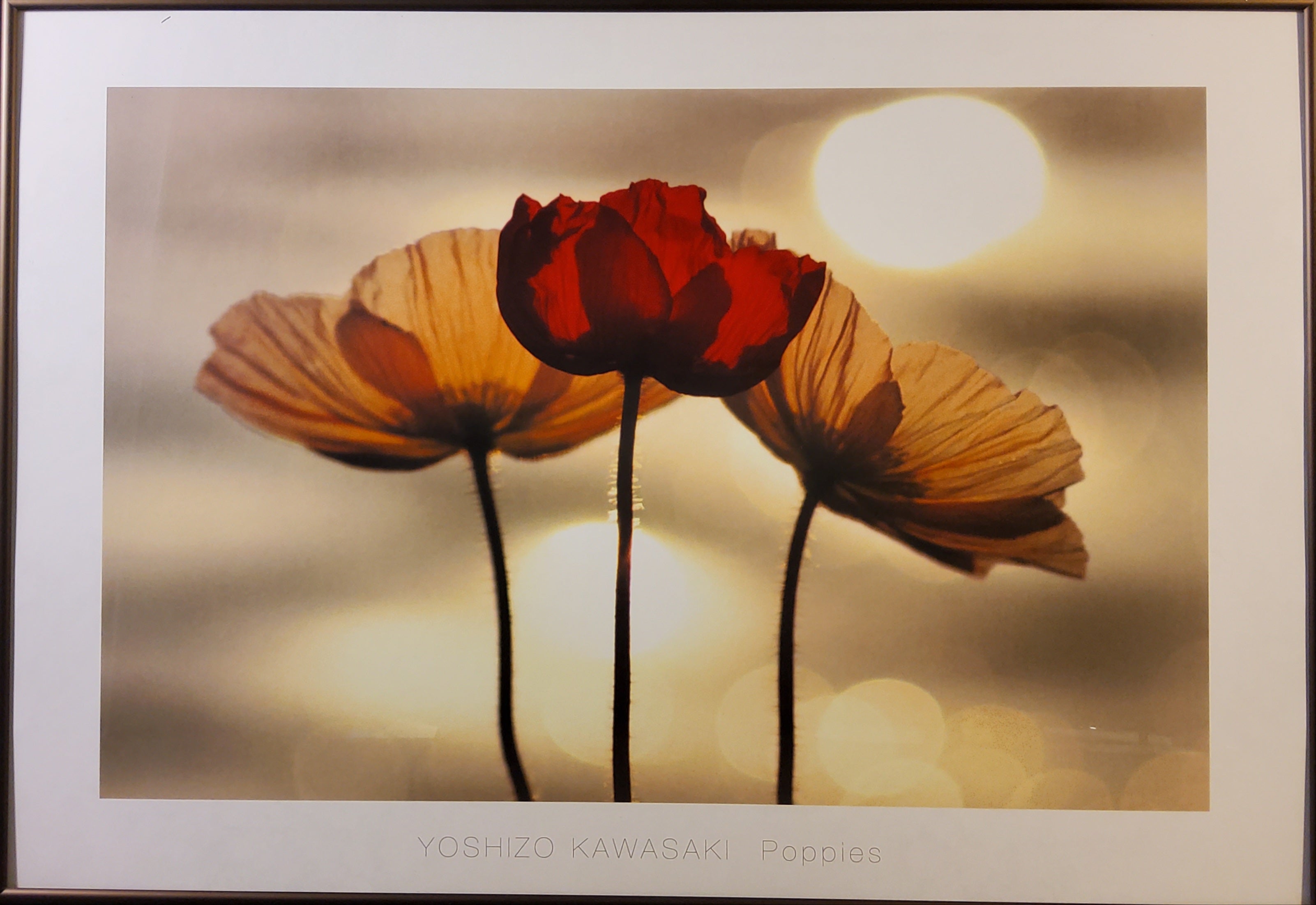 K*o様 西岡義一 ポピー Amazon.com: Tucocoo Red Poppy Paint by
